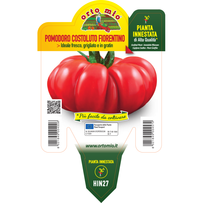 TOMATE ESTRIADO FIORENTINO var. GOLDMAR F1 (ex Novoli) - Imagen 2