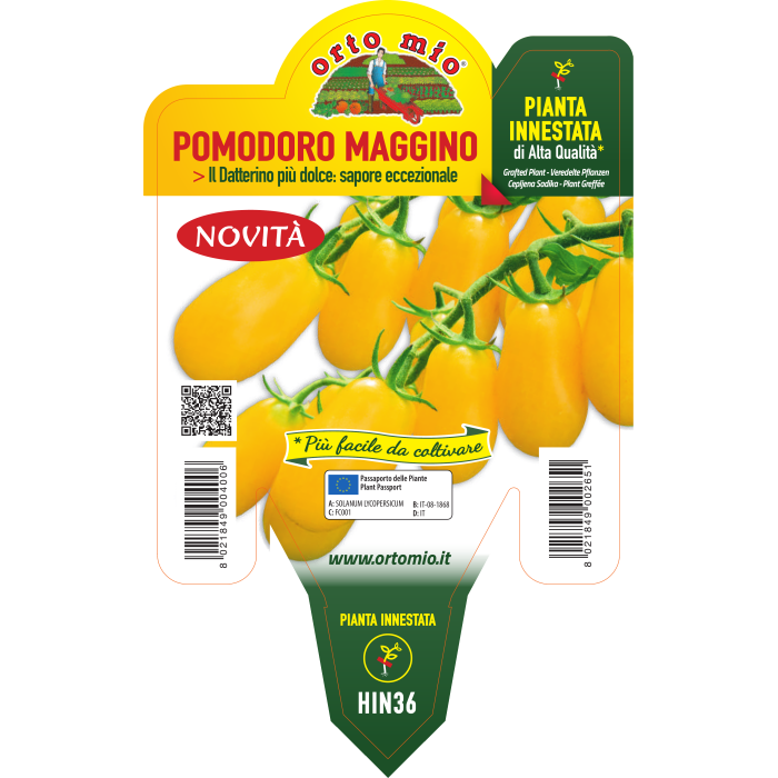 TOMATE ADITALADO AMARILLO var. MAGGINO F1 - Imagen 2