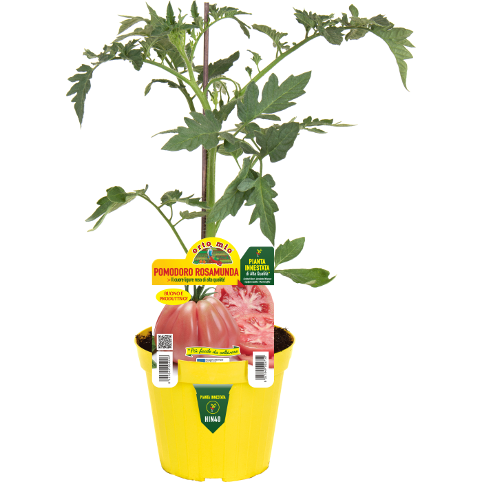 TOMATE CORAZON LIGURE ROSA var. ROSAMUNDA F1