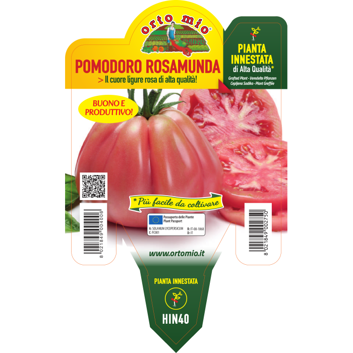 TOMATE CORAZON LIGURE ROSA var. ROSAMUNDA F1 - Imagen 2