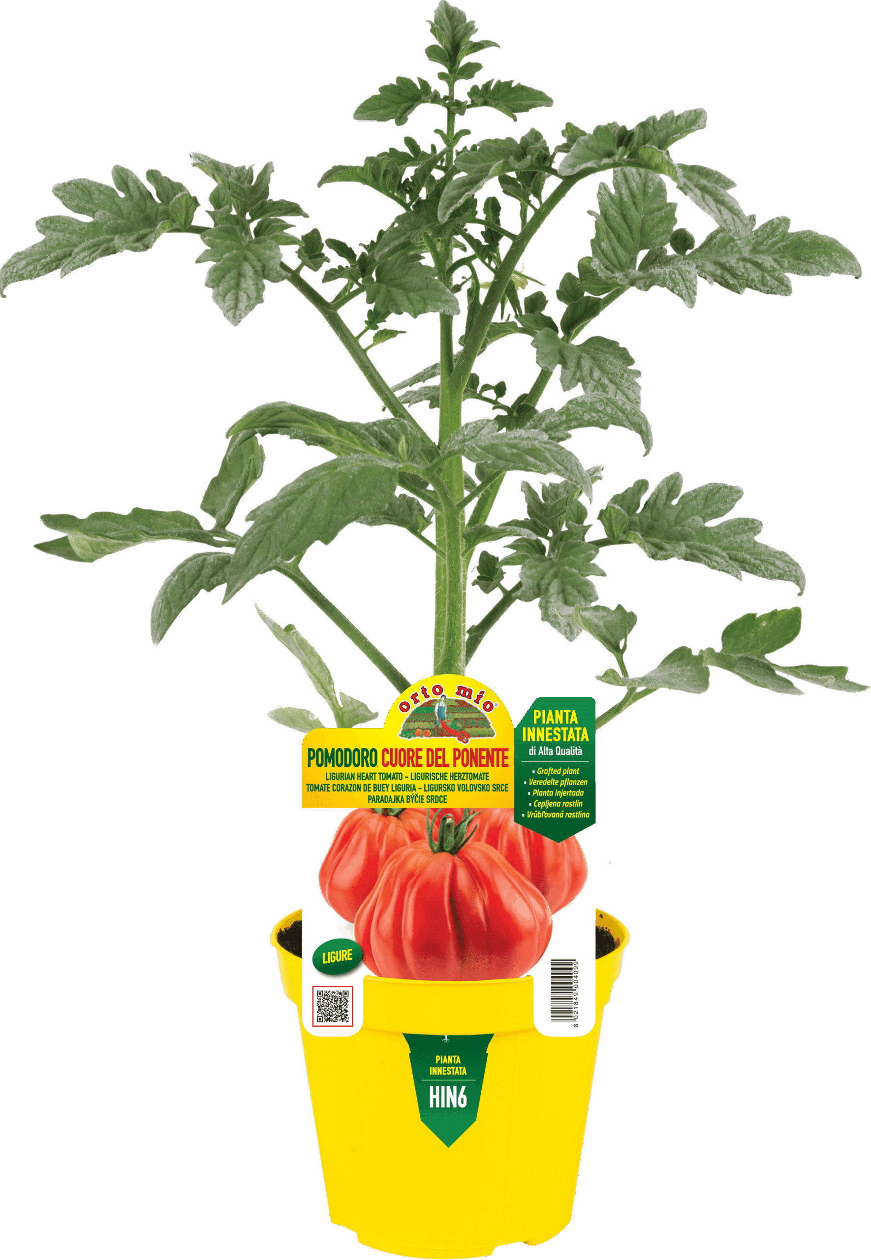 TOMATE CORAZON LIGURE DEL PONIENTE var. CORAZÓN MIO F1