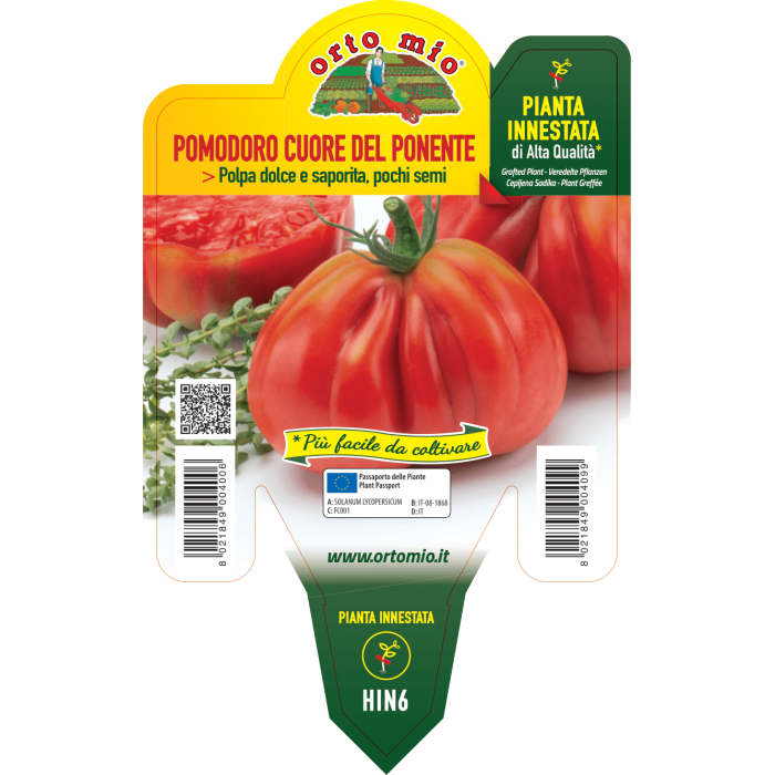 TOMATE CORAZON LIGURE DEL PONIENTE var. CORAZÓN MIO F1 - Imagen 2