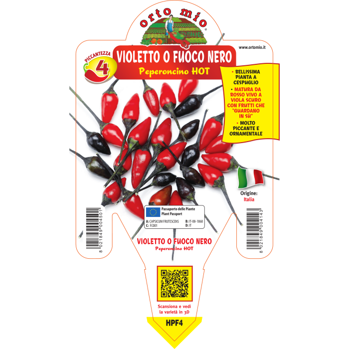 PIMIENTO PICANTE VIOLETA O FUEGO NEGRO