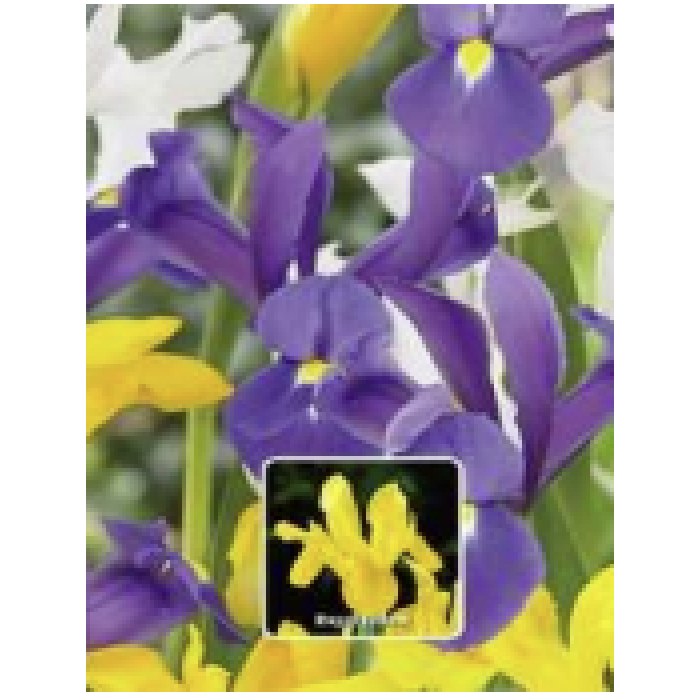 IRIS HOLLANDICA ROYAL YELLOW