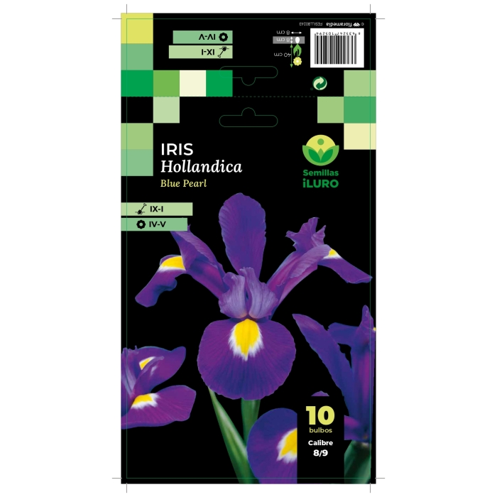 IRIS HOLLANDICA BLUE PEARL