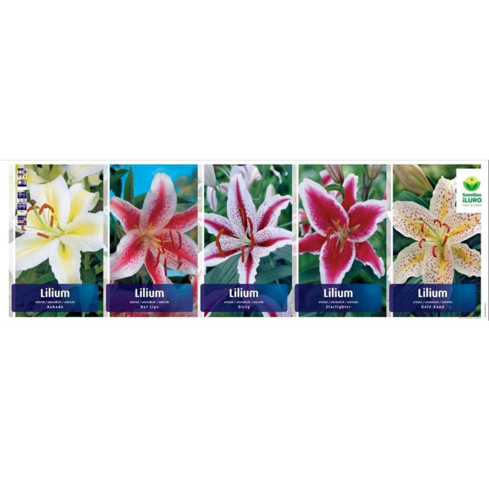LILIUM ORIENTAL 14/16 (LIL-07)