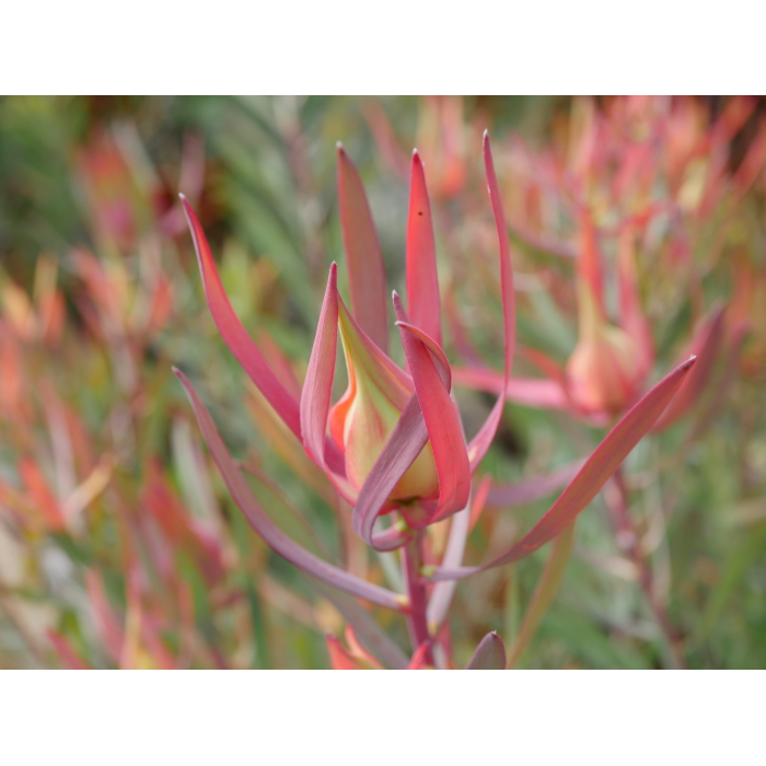 Leucadendron Arlequin