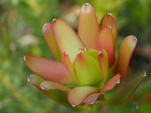 Leucadendron