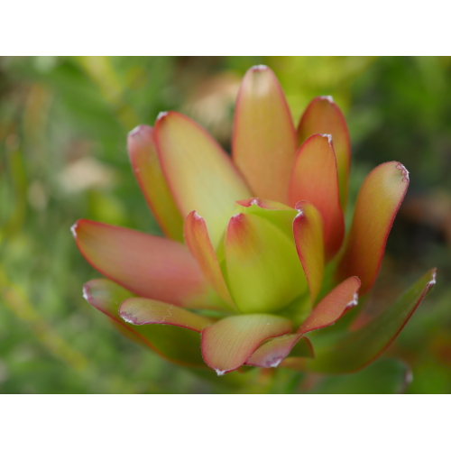 Leucadendron