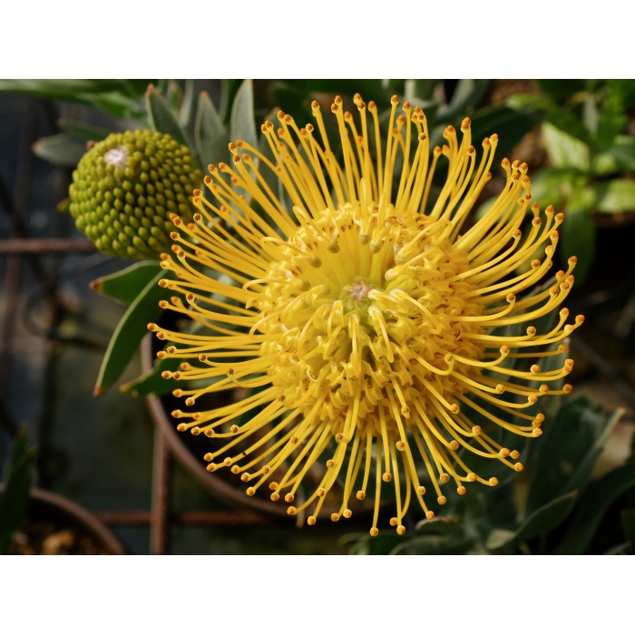 Leucospermum Copper Carnival