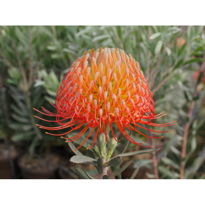 Leucospermum So Exquisite