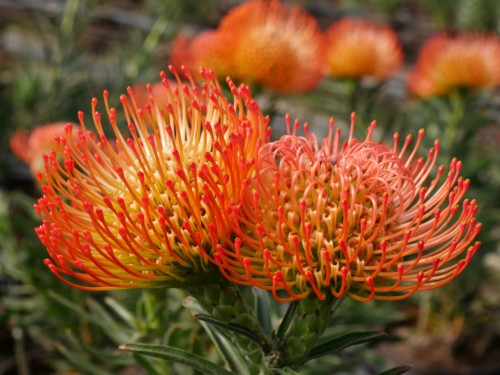 Leucospermum