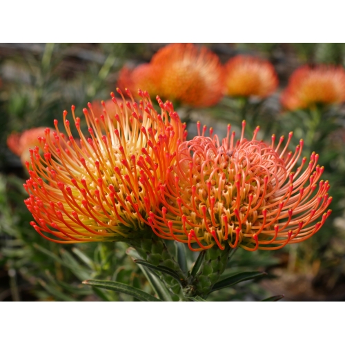 Leucospermum