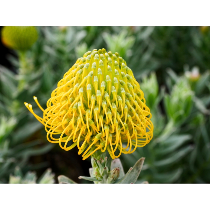 Leucospermum Yellow Carnival