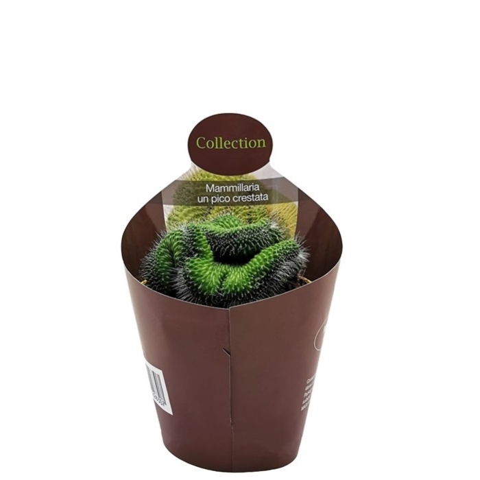 MAMMILLARIA SPINOSISSIMA UN PICO CRESTATA
