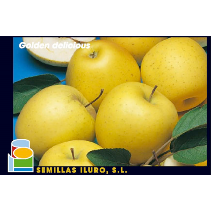 MANZANO - GOLDEN DELICIOUS