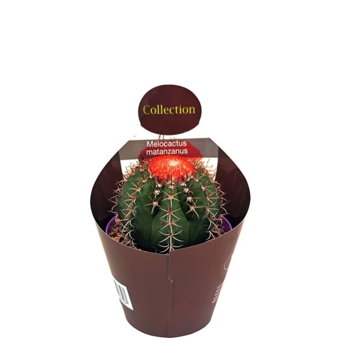 MELOCACTUS MATANZANUS