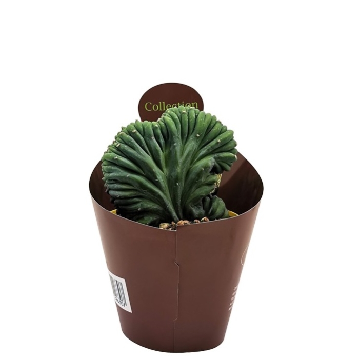 MYRTILLOCACTUS GEOMETRIZANS CRESTATO