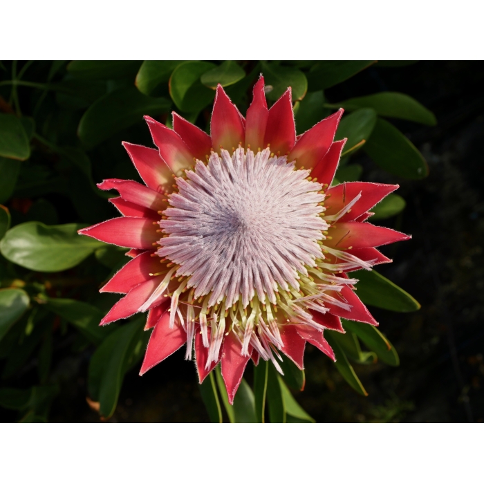 Protea Little Prince