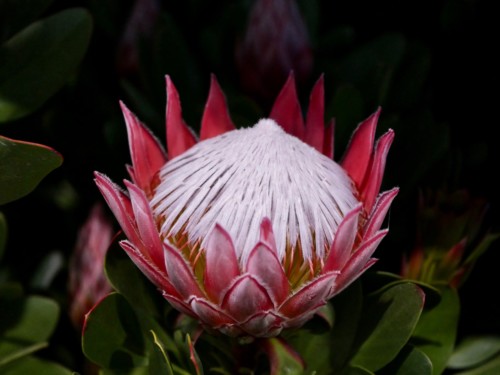 Proteas