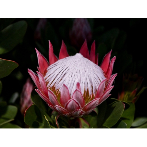 Proteas