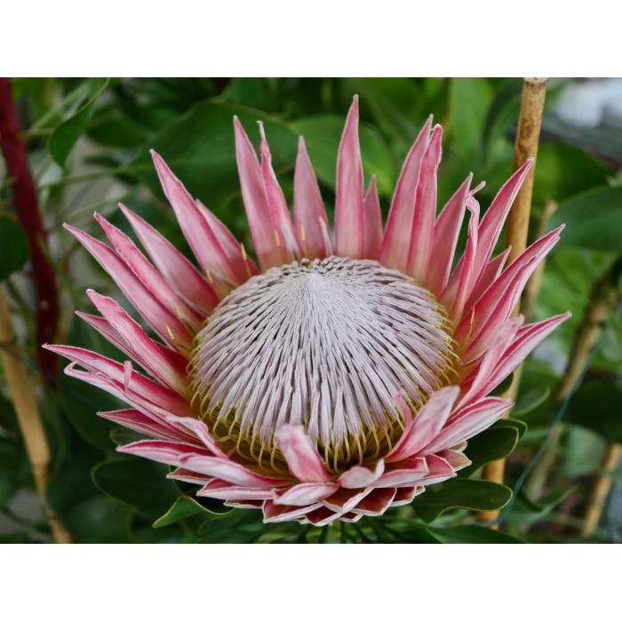 Protea Pink King