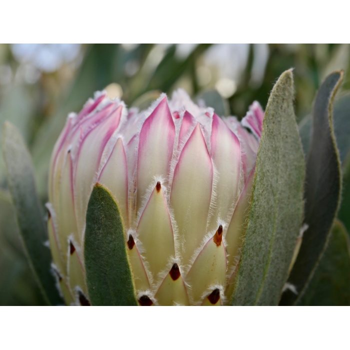 Protea Southern Cross