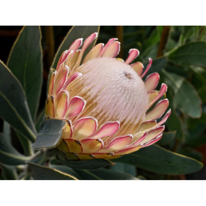 Protea Susara2
