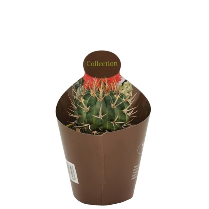 STENOCACTUS COPTONOGONUS