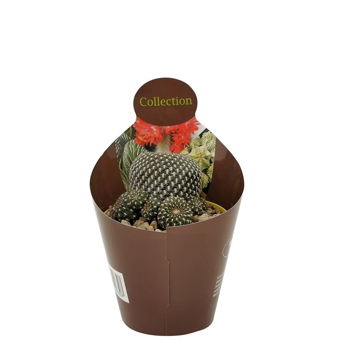 SULCOREBUTIA ARENACEA