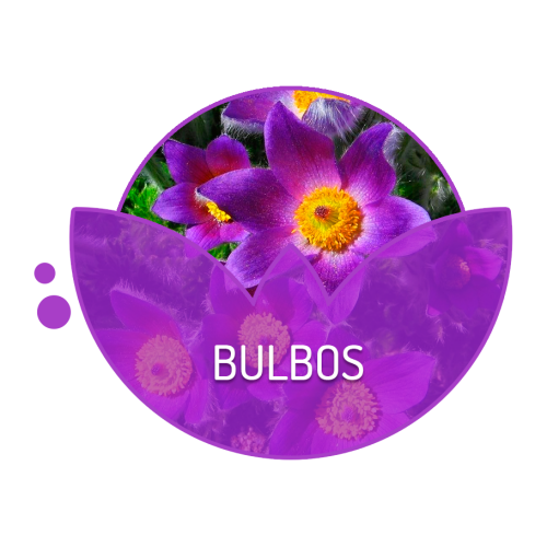 Bulbos