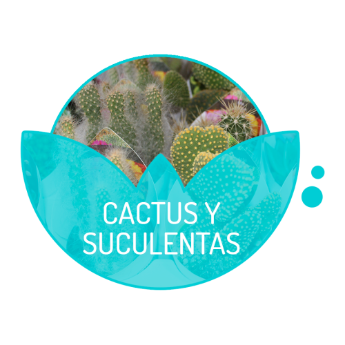 Cactus y Suculentas