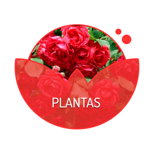 Plantas