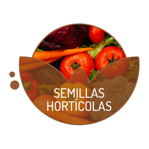 Semillas hortícolas