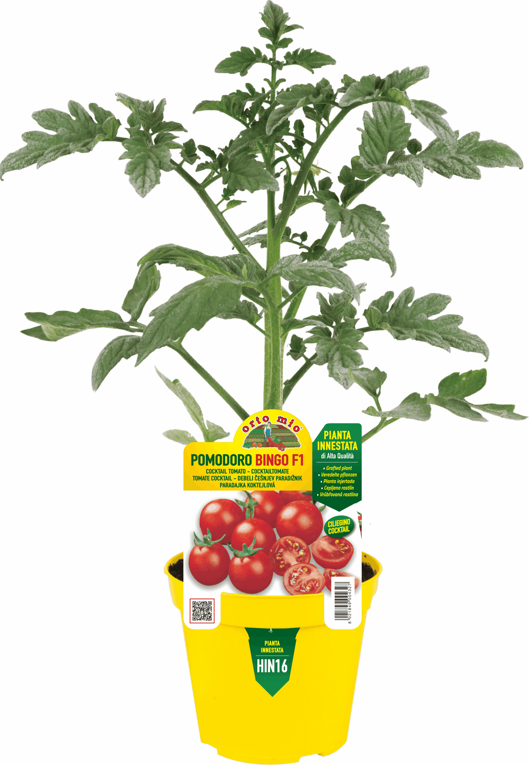 TOMATE CEREZA BINGO var. TWITTER (ex Pachino)