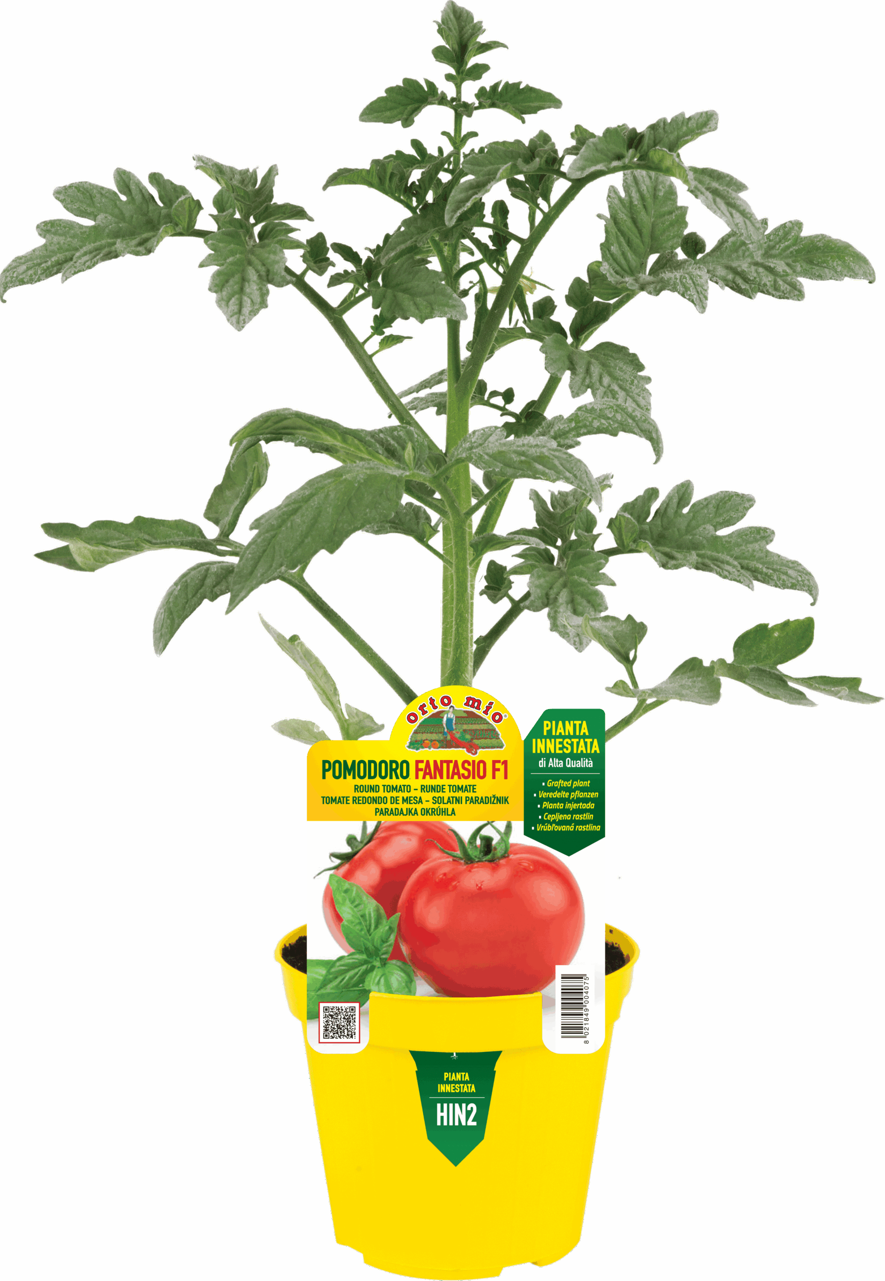 TOMATE REDONDO DE ENSALADA var. FANTASIO F1