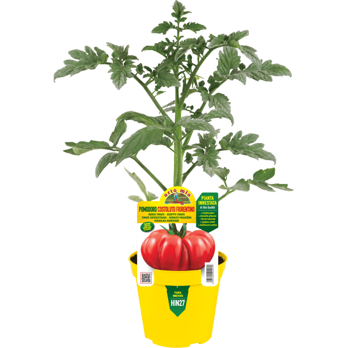 TOMATE ESTRIADO FIORENTINO var. GOLDMAR F1 (ex Novoli)