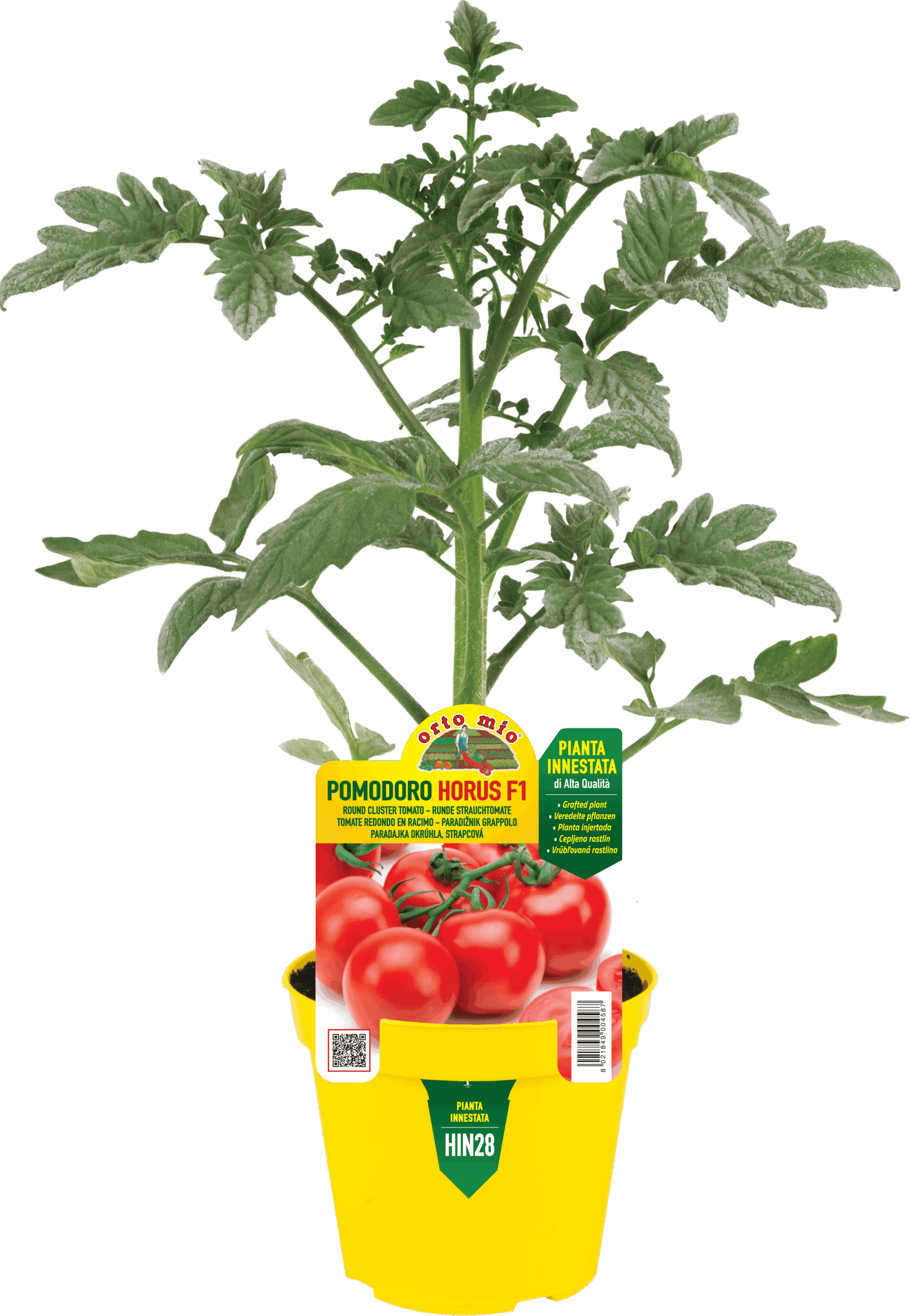 TOMATE REDONDO EN RACIMO var. HORUS F1