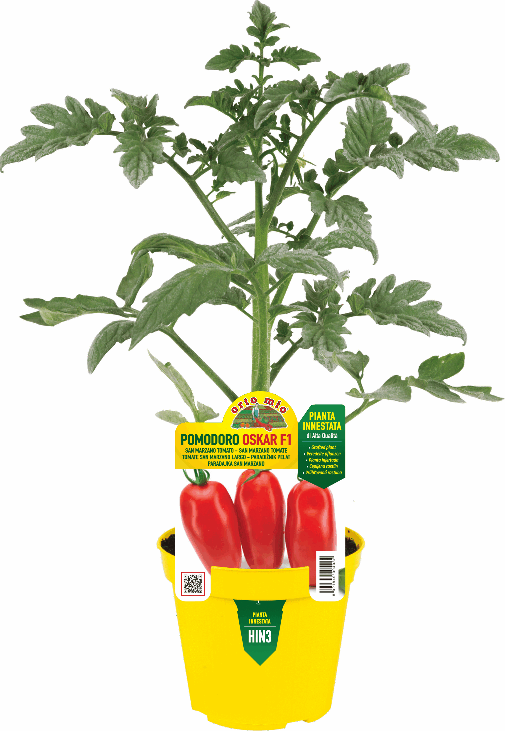 TOMATE LARGO SAN MARZANO var. OSKAR F1