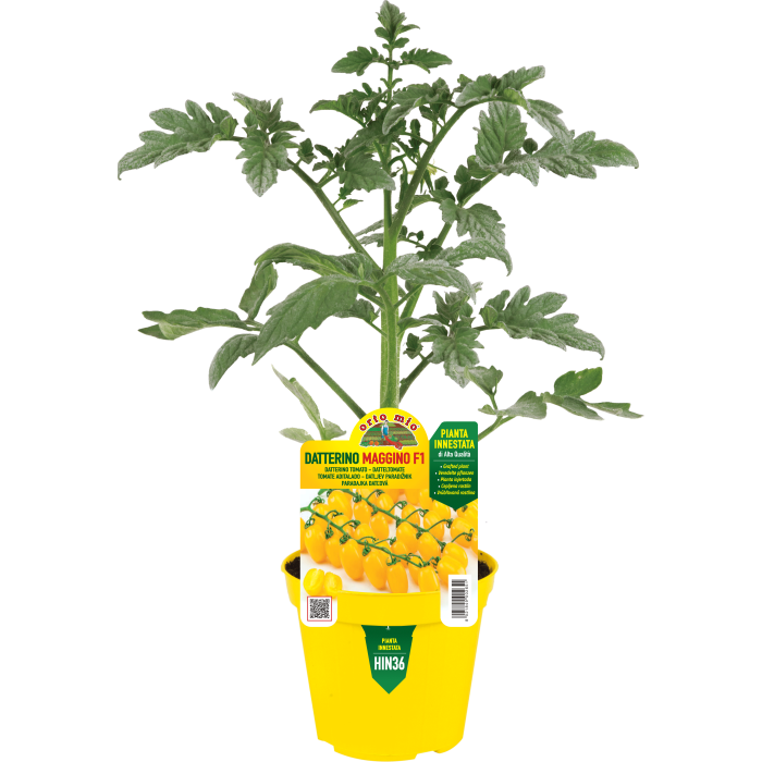 TOMATE ADITALADO AMARILLO var. MAGGINO F1