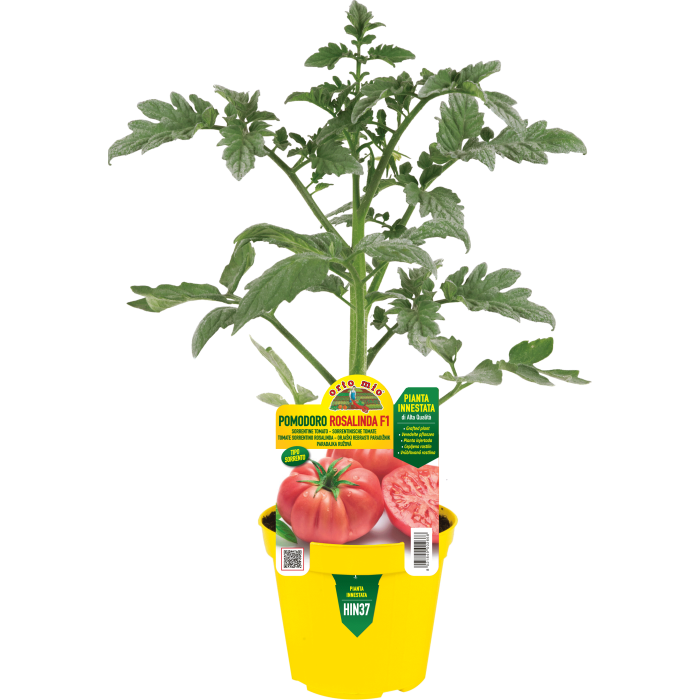 TOMATE GIGANTE DE SORRENTO var. ROSALINDA F1