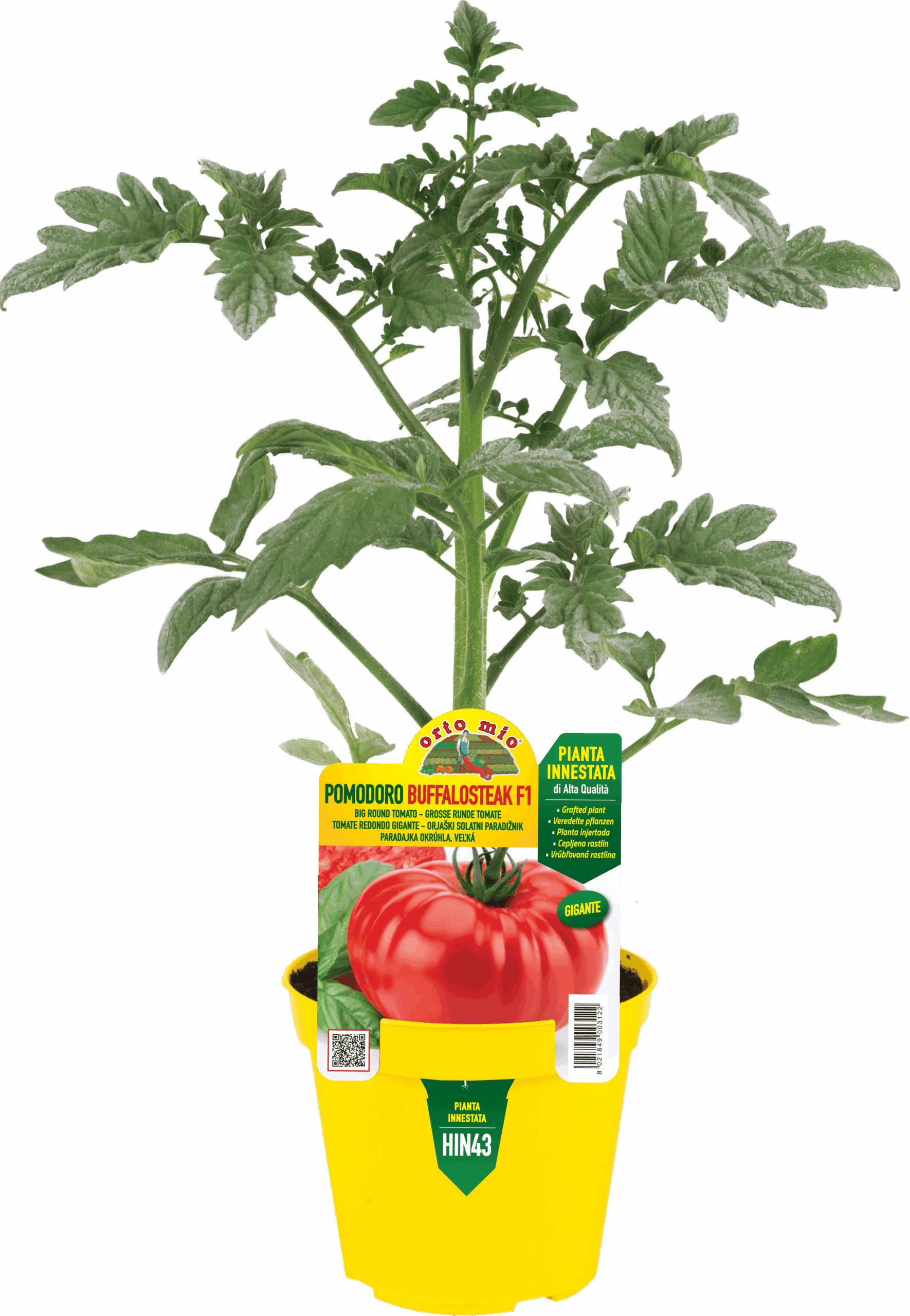 TOMATE REDONDO GIGANTE var. BUFFALOSTEAK F1