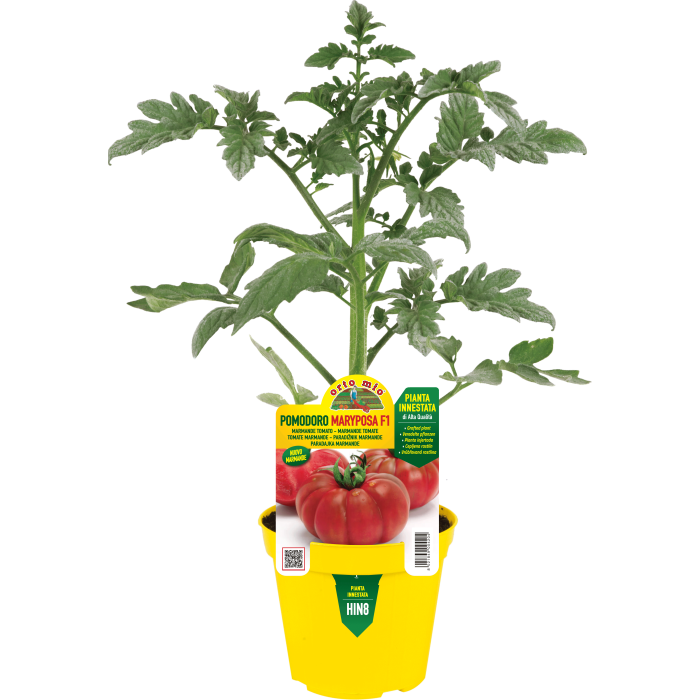 TOMATE MARMANDE var. MARIPOSA F1