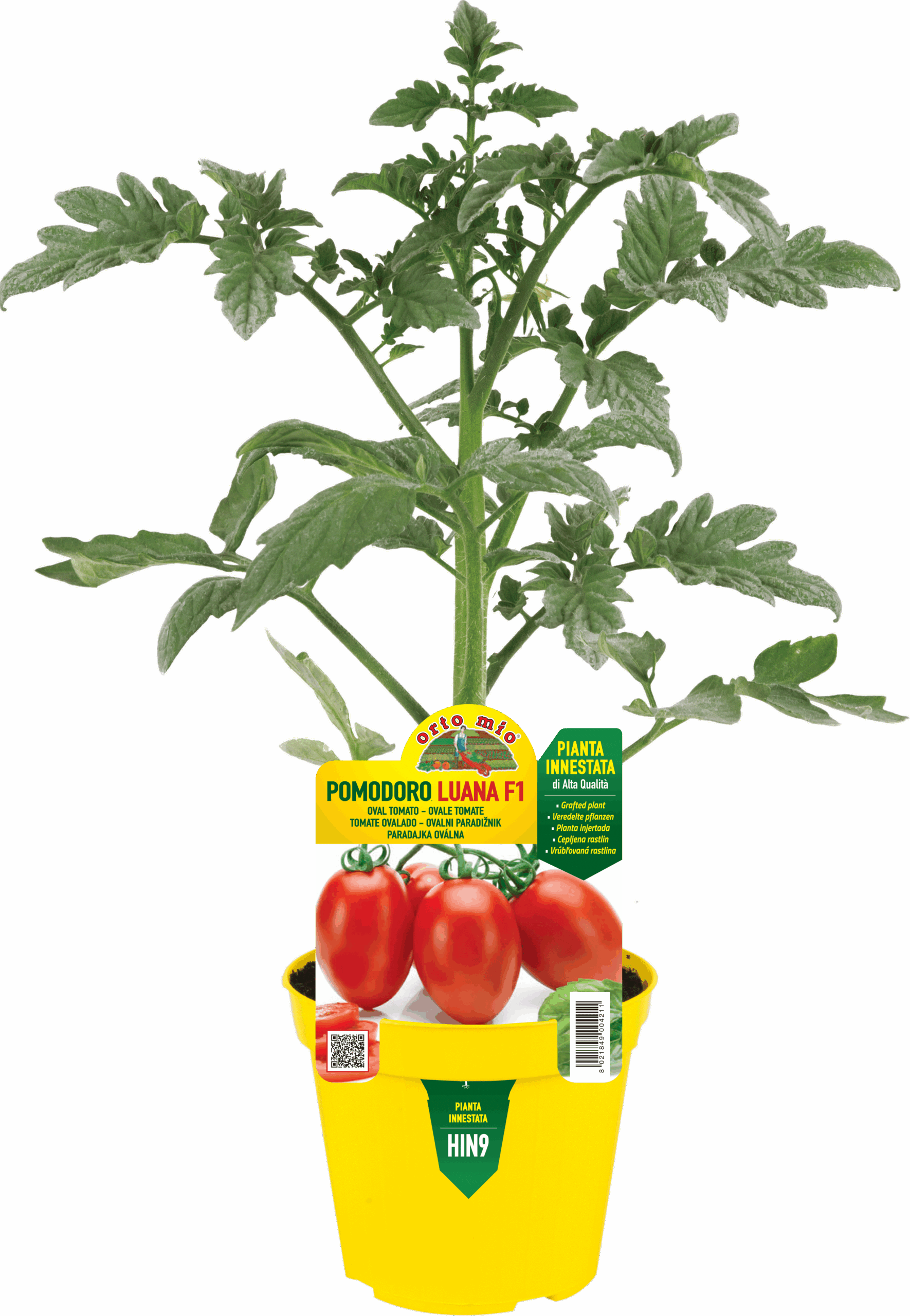 TOMATE OVALADO var. LUANA F1