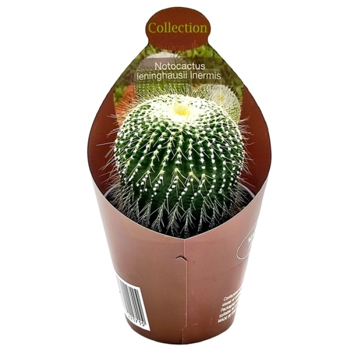 NOTOCACTUS LENINGHAUSII INERMIS