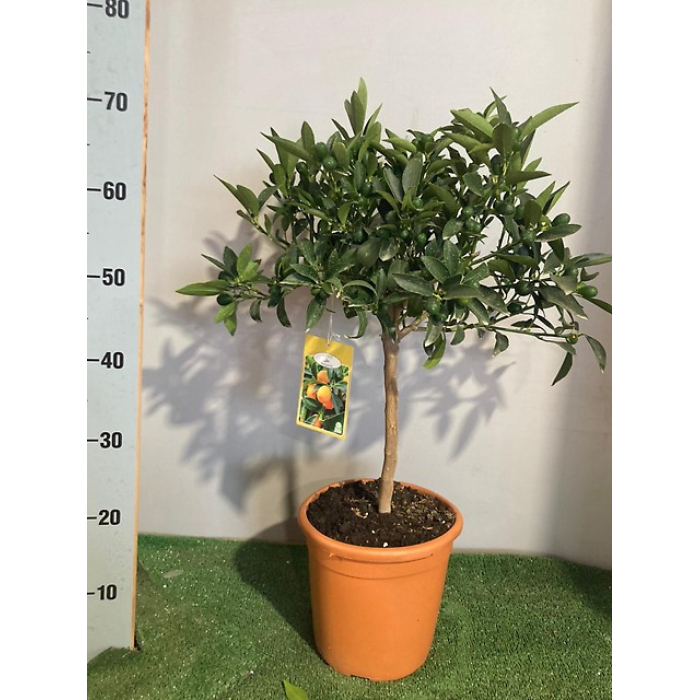 KUMQUAT M/20