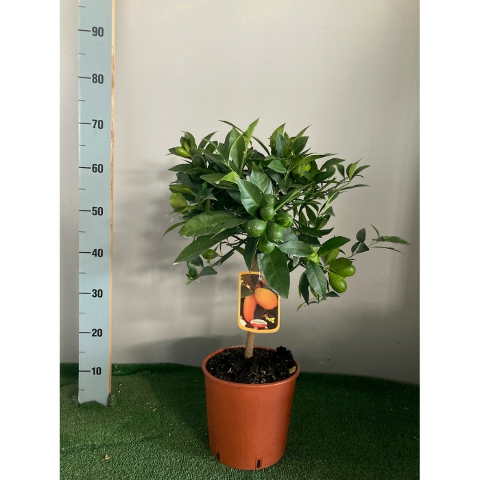 LIMEQUAT M/20