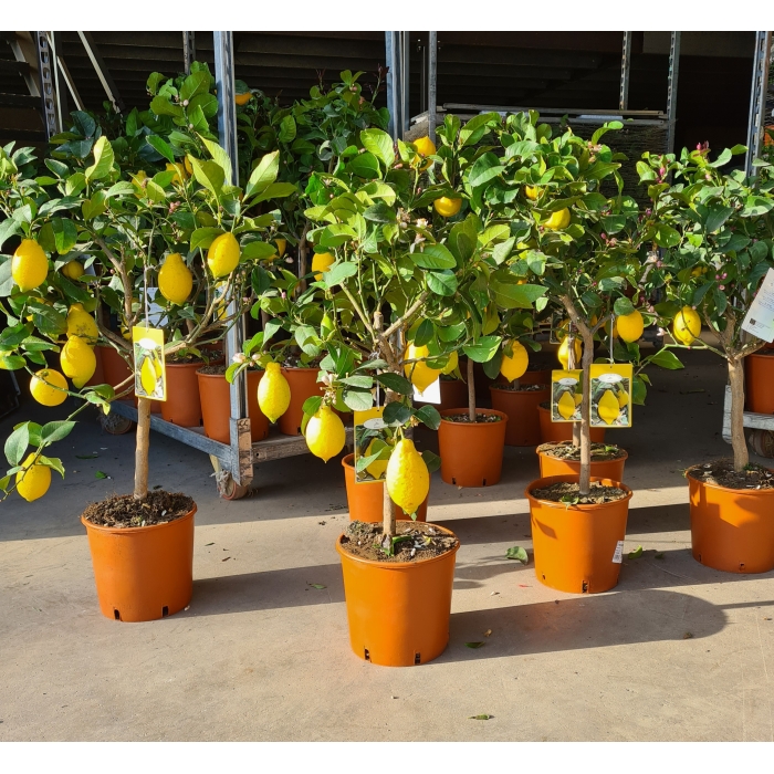 LIMONERO M/20 - Imagen 2