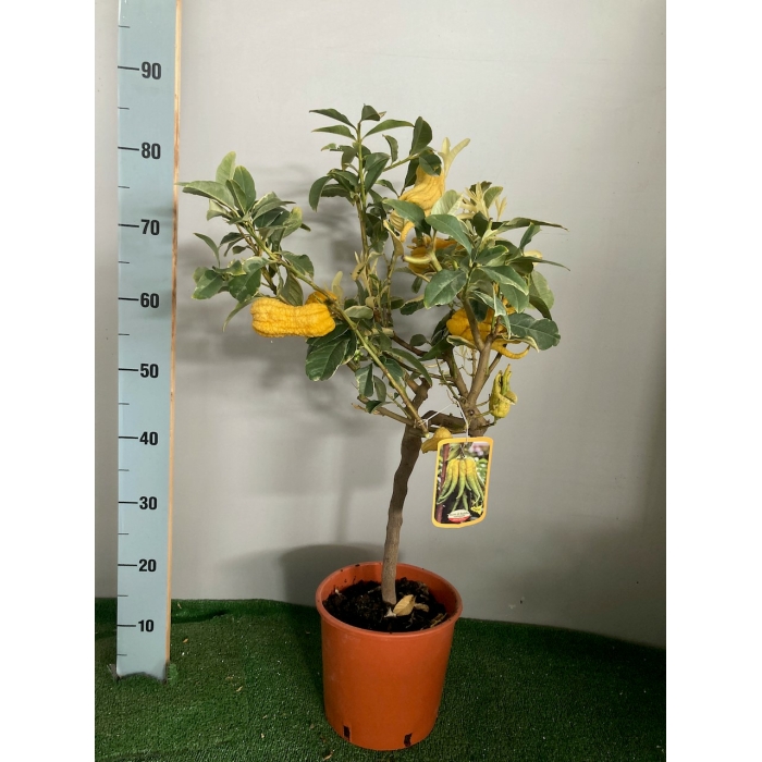 MANO DE BUDA VARIEGATO M/20