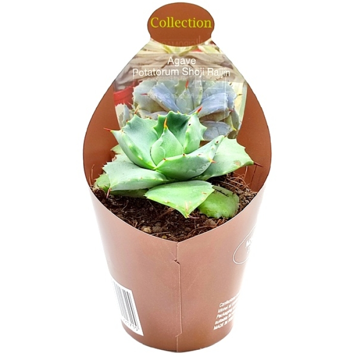 AGAVE POTATORUM